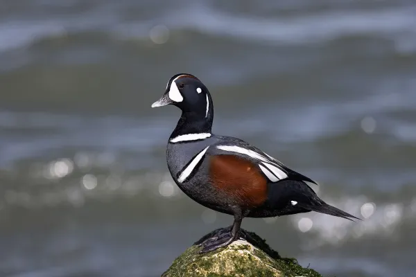 Harlekijneend bij het water
