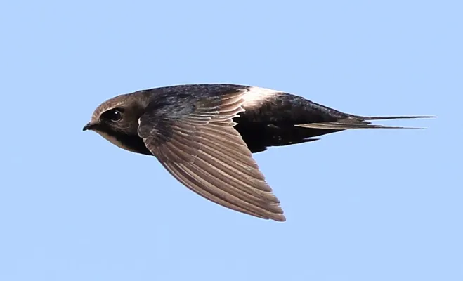 pijlstaartgierzwaluw in vlucht