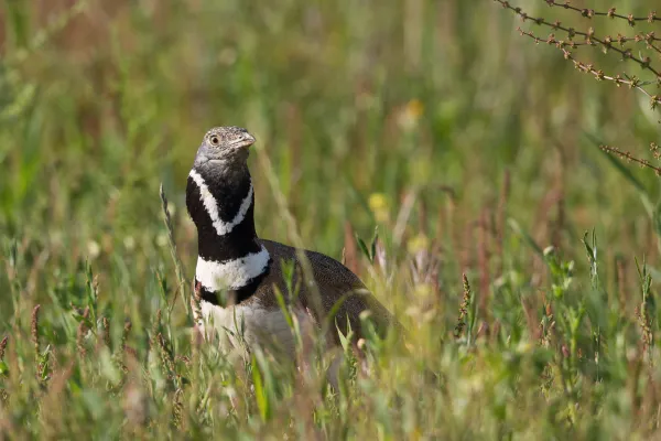 kleine trap in het gras
