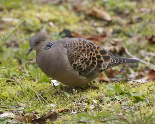 Oosterse tortel op de grond