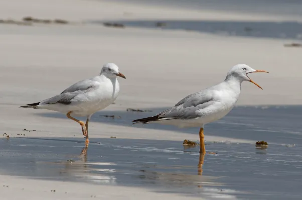 dunbekmeeuwen op het strand