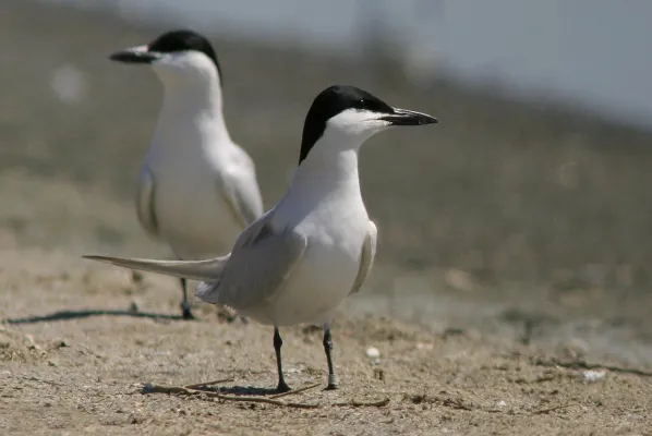 lachsterns op een zandstrand