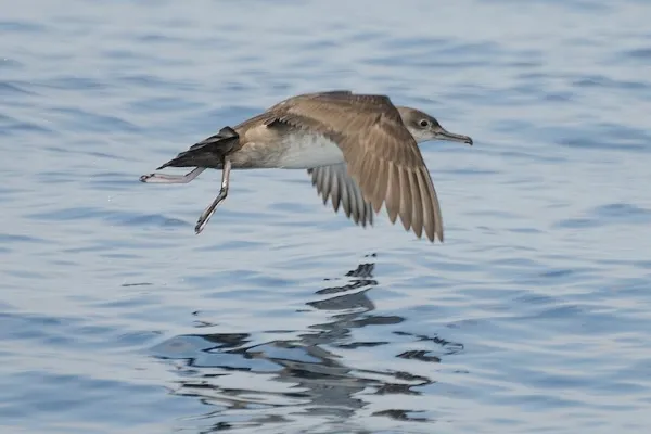vale pijlstormvogel in vlucht boven water