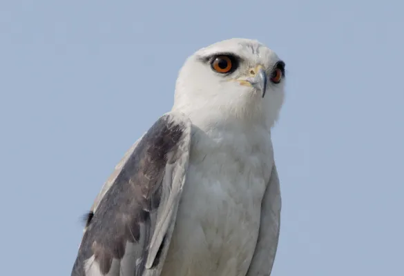 grijze wouw tegen een blauwe lucht