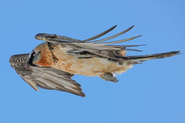 Een Lammergier in de vlucht