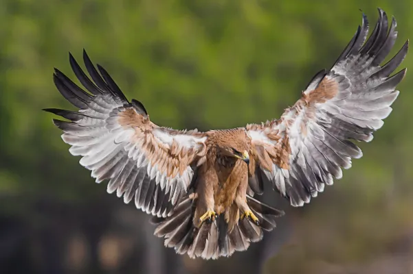 spaanse keizerarend in de lucht