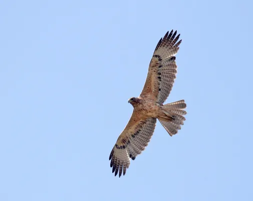havikarend in de lucht