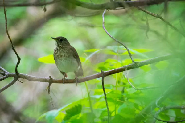 grijswangdwerglijster in de bomen