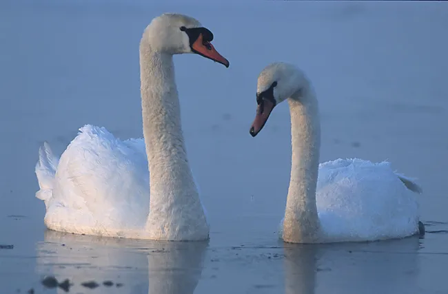 Twee knobbelzwanen op het water