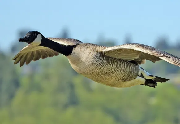 Grote Canadese gans in vlucht
