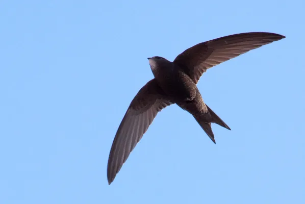 Gierzwaluw in de vlucht