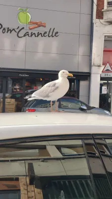 Gespotte Zilvermeeuw