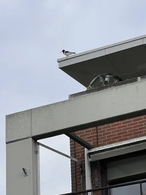 Gespotte Scholekster