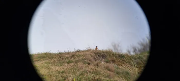 Gespotte Rode rotslijster