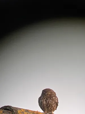 Spotted Little Owl