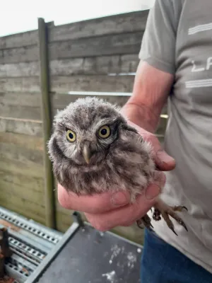 Spotted Little Owl