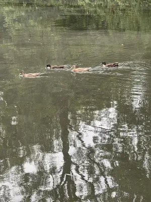 Gespotte Wilde eend (soepeend)