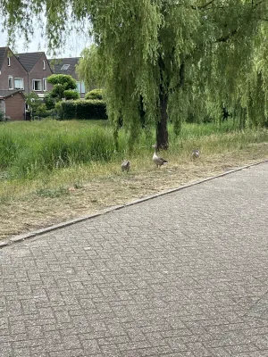 Gespotte Grauwe gans