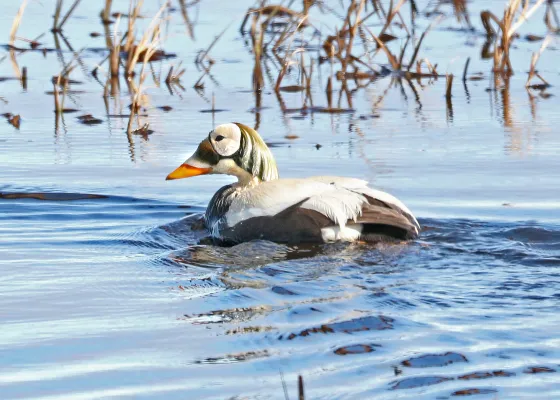 brileider in het water
