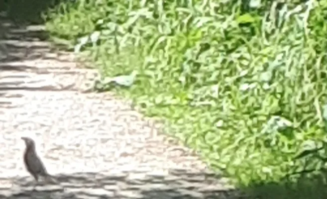 Gespotte Zanglijster