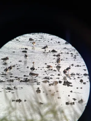 Gespotte Watersnip