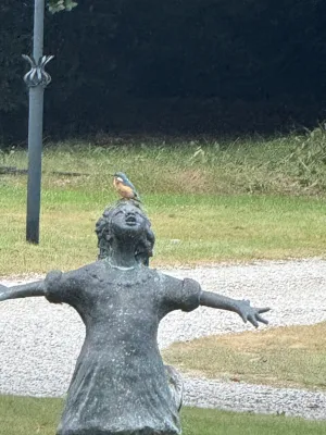 Gespotte IJsvogel