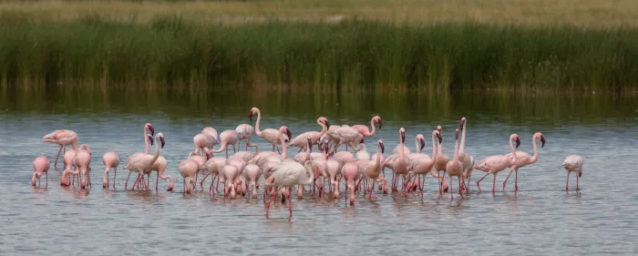kleine flamingo's foerageert in ondiep water met riet op de achtergrond, mogelijk een waarneming in Nederland.