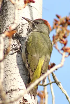 iberische Groene specht