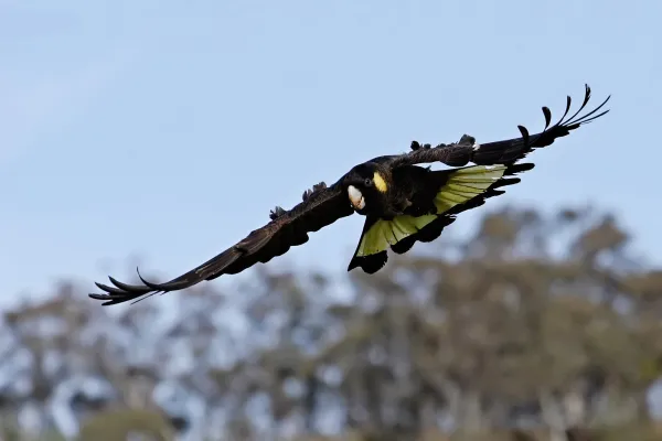 Een Geelstaartraafkaketoe (waarschijnlijk niet uit Nederland) vliegt door de lucht boven bomen.