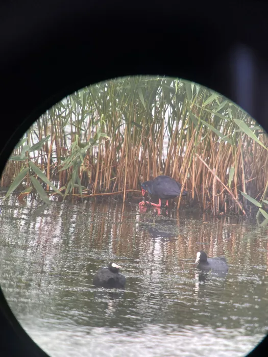 Spotted Western Swamphen