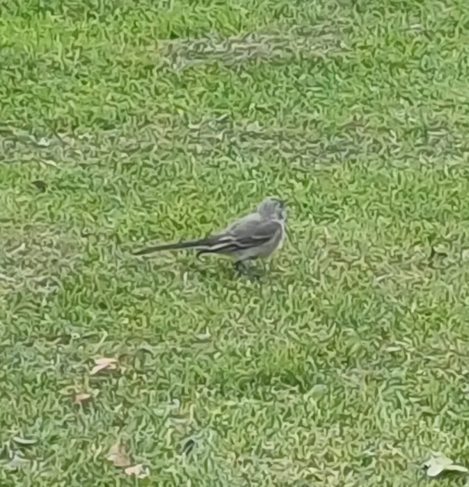 Gespotte Witte kwikstaart