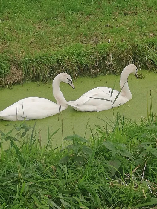 Gespotte Wilde zwaan
