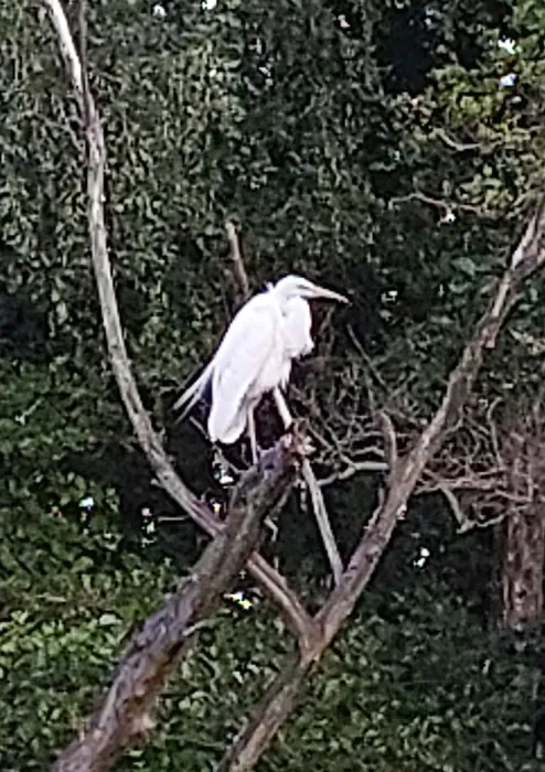 Gespotte Grote zilverreiger