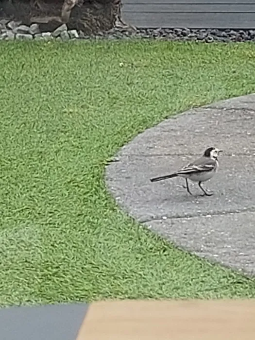 Gespotte Witte kwikstaart