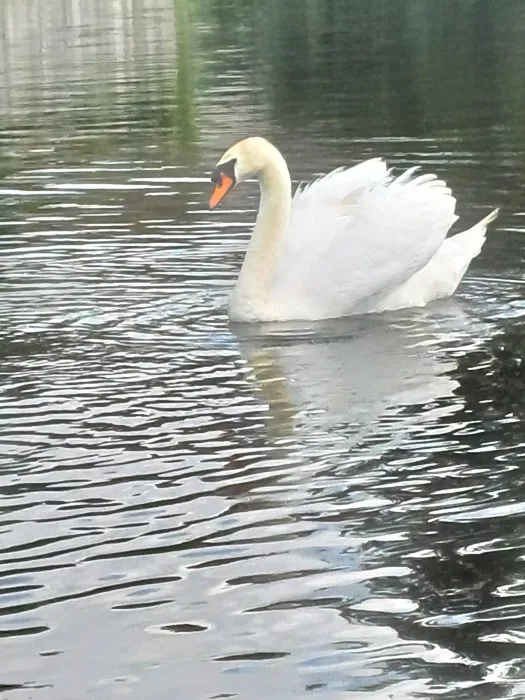 Gespotte Knobbelzwaan