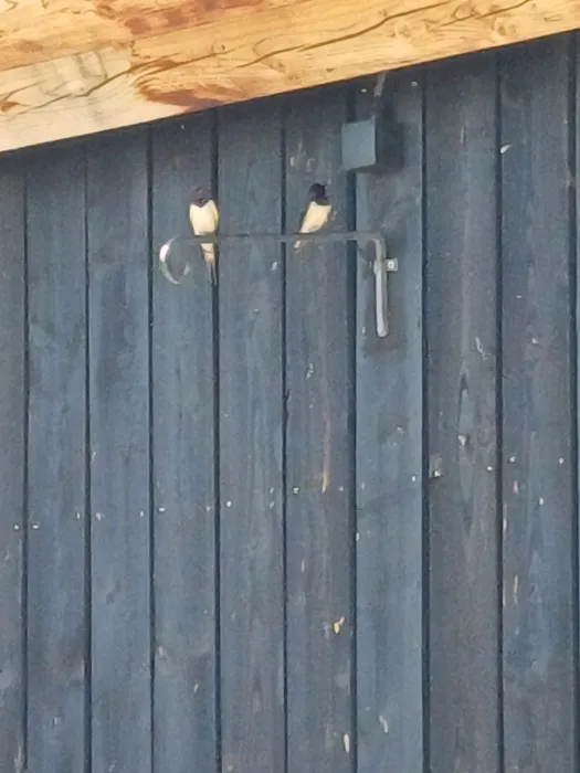 Gespotte Boerenzwaluw