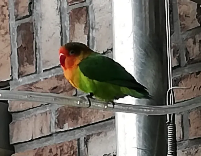 Gespotte Fischers agapornis