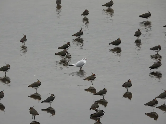 De vreemde eend in de bijt