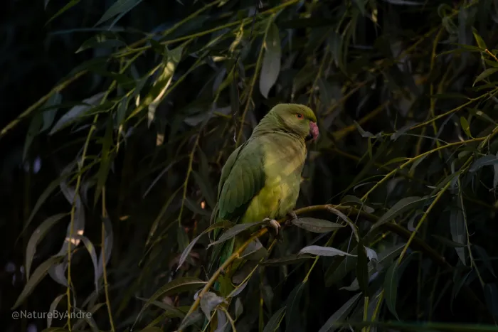 Gespotte Halsbandparkiet