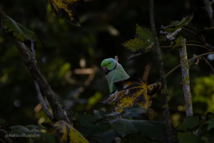 Gespotte Grote alexanderparkiet