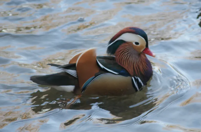 Gespotte Mandarijneend