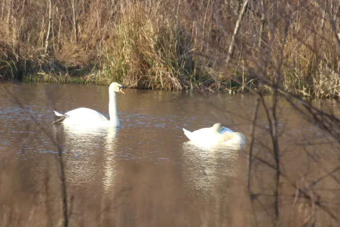 Gespotte Knobbelzwaan