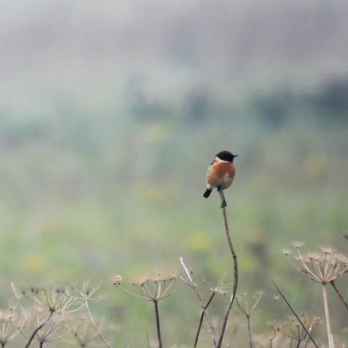 Gespotte Roodborsttapuit