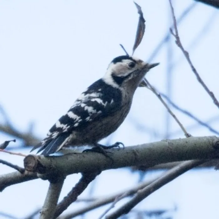 Gespotte Kleine bonte specht