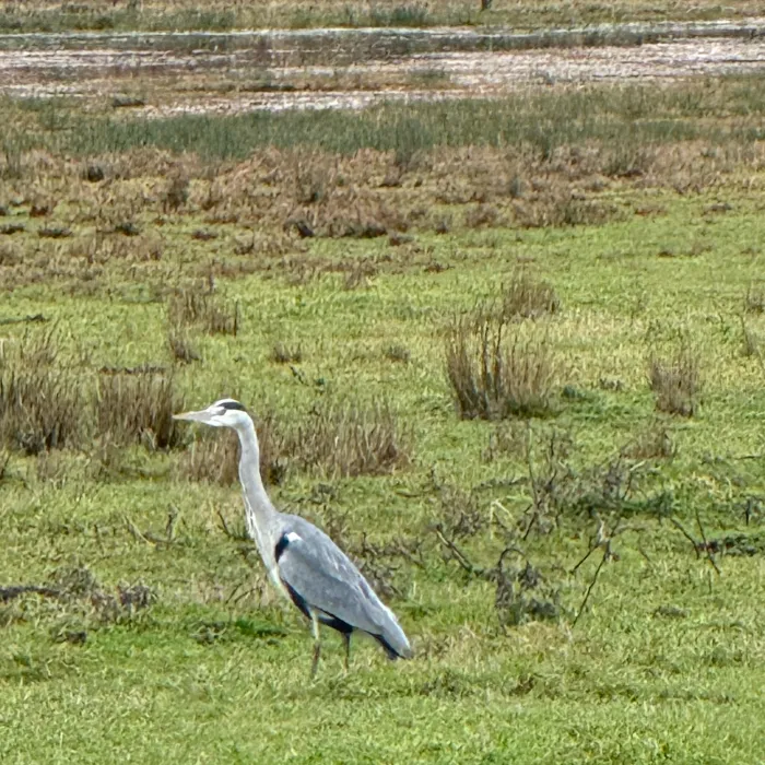 Gespotte Blauwe reiger