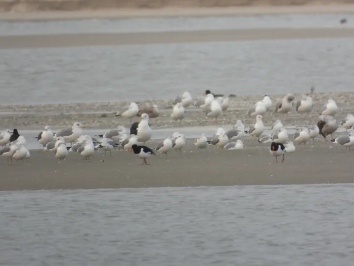 Gespotte Scholekster