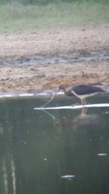 Gespotte Zwarte ooievaar