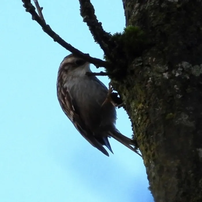 Gespotte Boomkruiper