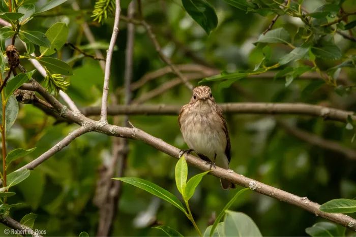 Gespotte Grauwe vliegenvanger