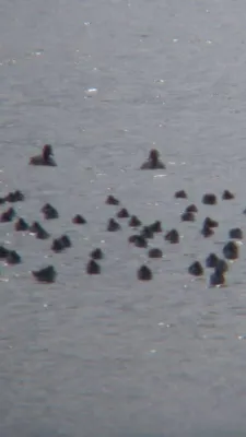 Gespotte Zwarte ruiter